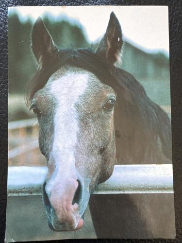 Horse in a paddock looking at the camera with a sad expression