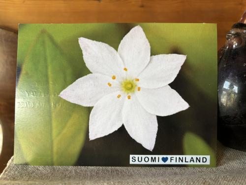 A box of Sydney Sydney Jasmine