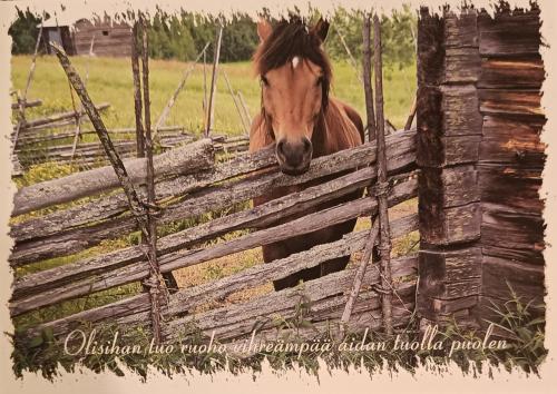 Vintage postcard with a photo of a brown horse in a paddock