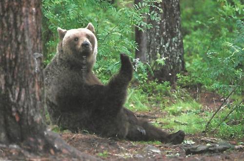 Brown bear in the summer forest (Ursus arctos beringianus)