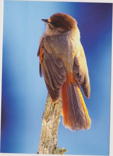Striped Bulbul, Pycnonotus pycnonotus