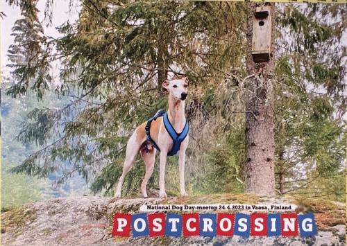 Puppy of whippet on a rock in the forest