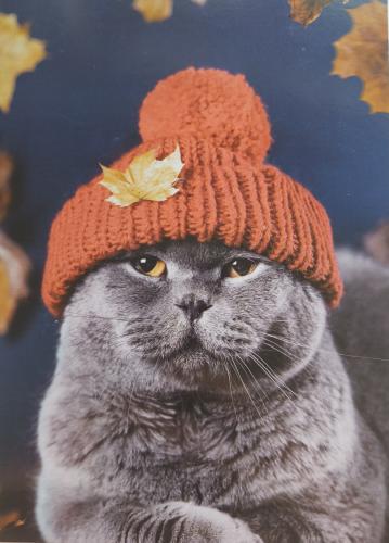 British Shorthair cat in a knitted hat with autumn leaves