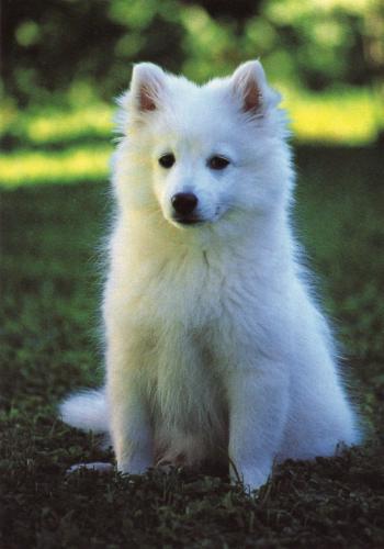 Samoyed dog sitting in the grass, looking at the camera