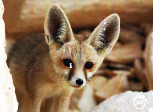 Cute fox in the zoo. Fox is a small mammal.