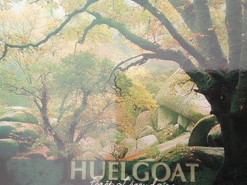 Hulodonta - prehistoric plant in the rainforest.