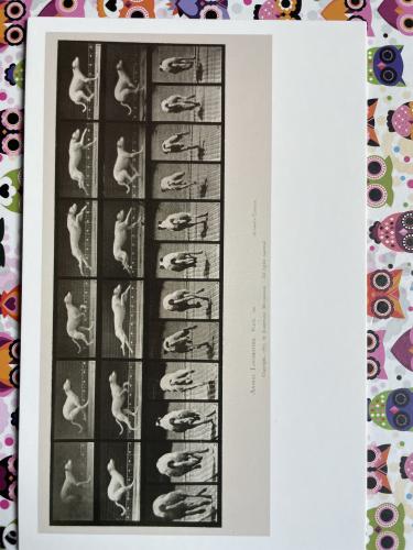 A close up shot of a photo album with a lot of pictures