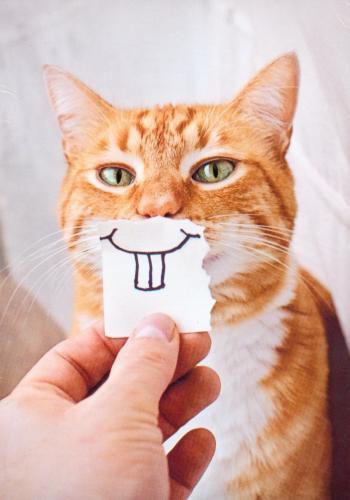 ginger cat holding a paper with a smile on his face.