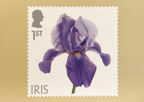Purple iris flower on a beige background with copy space
