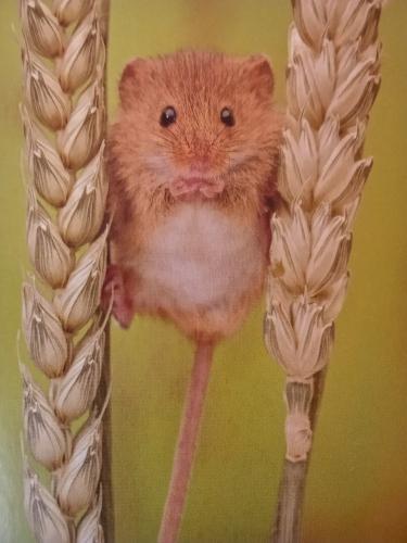 Hamster on a branch of wheat. Hamster on a branch.
