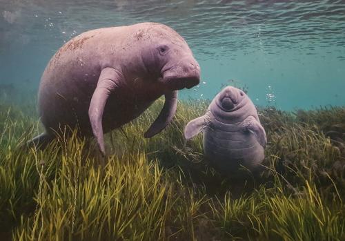 Two cute elephant seals swimming in the ocean. This is a 3d render illustration