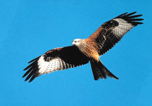 Red kite (Milvus milvus) in flight