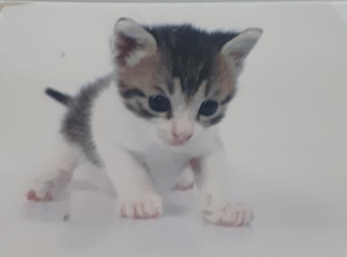 Cute little kitten on a white background. Kitten looking at camera.