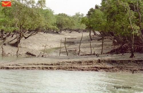 Mangrove trees on the bank of the river in Thailand