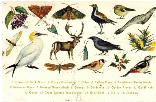 Old postcard from the mid-19th century with birds and insects.
