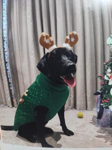Cute black dog in a green sweater against the background of a Christmas tree