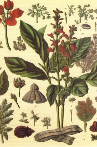 Vintage engraving of plants, flowers and insects on old paper.