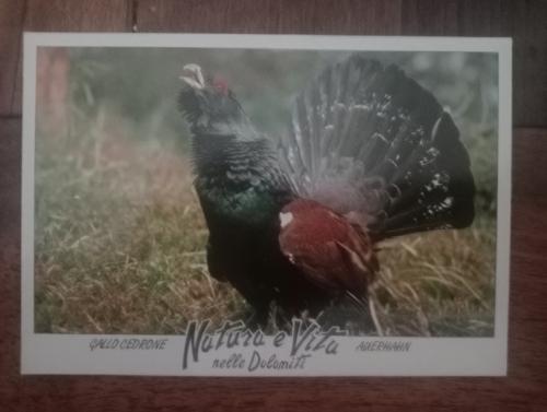 Inscription Wild Turkey on the photo.