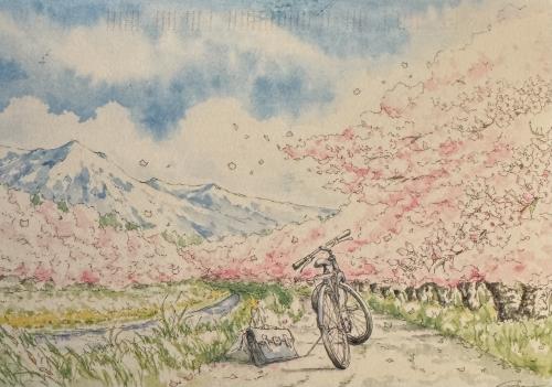 Vintage bicycle with basket on the road and cherry blossoms.