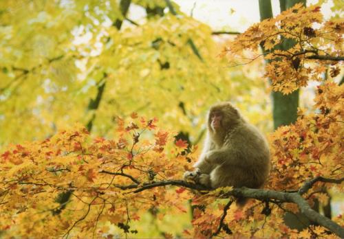 Japanese macaque sitting on a tree branch with yellow leaves in autumn