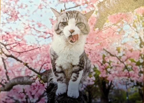 Cute cat sitting on a tree in front of cherry blossom background