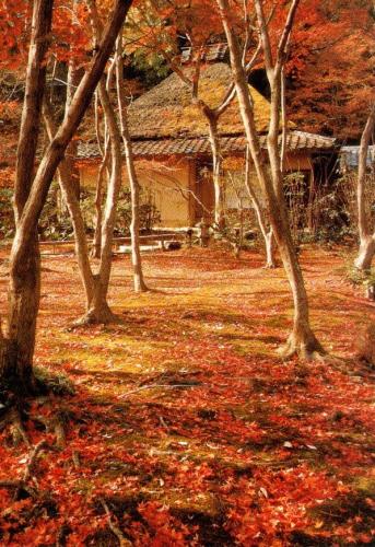 Autumn leaves in the Japanese garden with a shinto house.