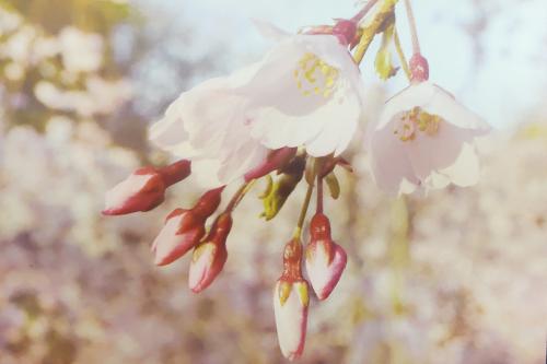 cherry blossom in spring, soft focus, vintage toned