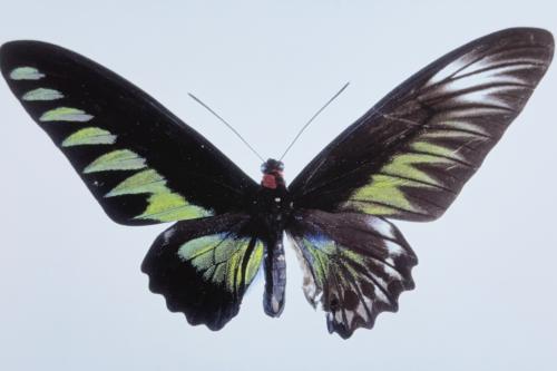 Butterfly from the Taiwan (Papilio machaon)
