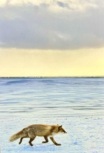Red fox on the ice of a frozen lake in the winter.