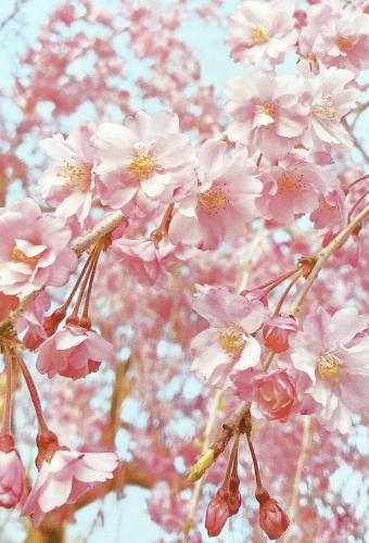 cherry blossom in spring, pink flowers and blue sky background