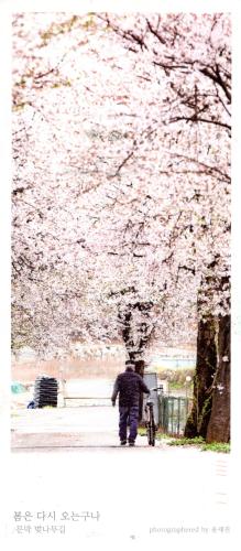 Cherry blossom in Tokyo, Japan. (with clipping path)