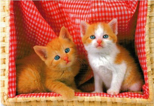 Two orange kittens in a wicker basket on a red background.