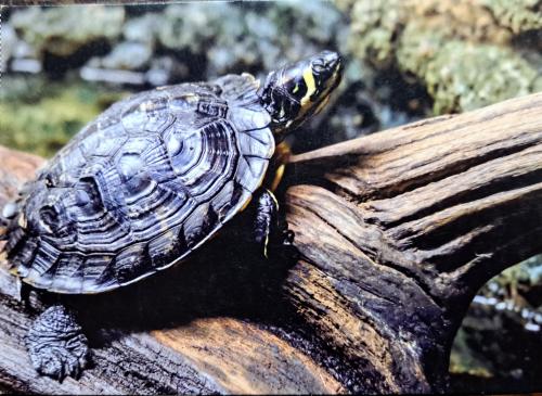 Red-eared slider (Trachemys scripta elegans) Red-eared slider (Trachemys scripta elegans)