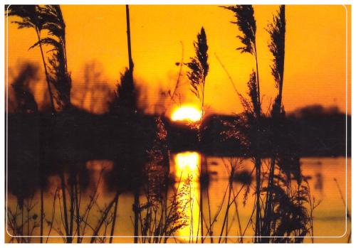 Sunset over the lake with silhouettes of reeds and grass