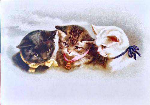 Kittens playing on a white background with space for your text.