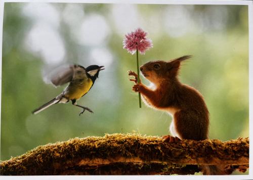 Squirrel and titmouse on a branch with a flower in its beak