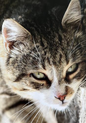Close up portrait of a tabby cat with green eyes, selective focus