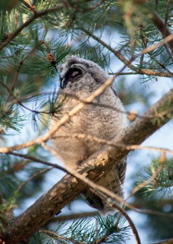 Long-eared owl (Strix aluco) sitting on a tree branch