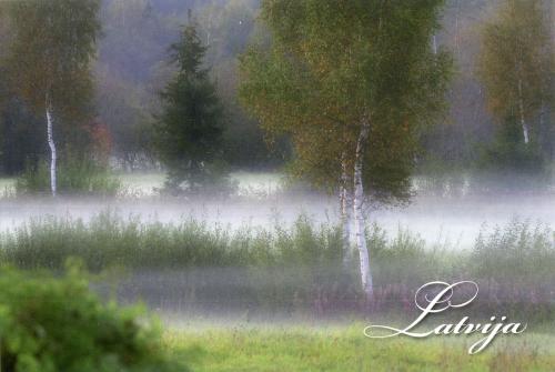 Beautiful landscape with a foggy morning in the forest, trees and text