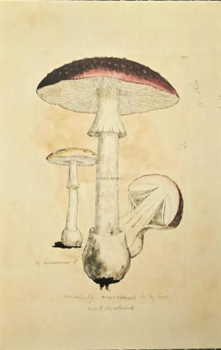 Amanita muscaria. Vintage engraved illustration. Retro painting