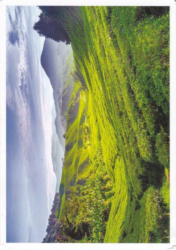 Terraced rice field with waterfalls in Hawaii, USA.