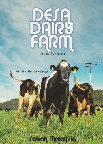 Dairy farm poster design with cows on green meadow and blue sky