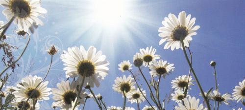 White daisies on the background of blue sky with sun.
