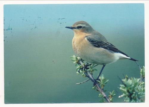 USSR - CIRCA 1980s: A postcard printed in the USSR shows image of a common wheatear (Saxicola rubicola)