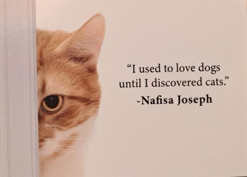 The cat looks out of the door. The concept of self-assuredness and self-love.