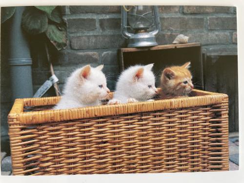 Kittens in a wicker basket on a background of a brick wall