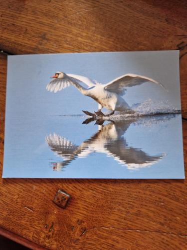 Painted white swan on a sheet of paper on a wooden table