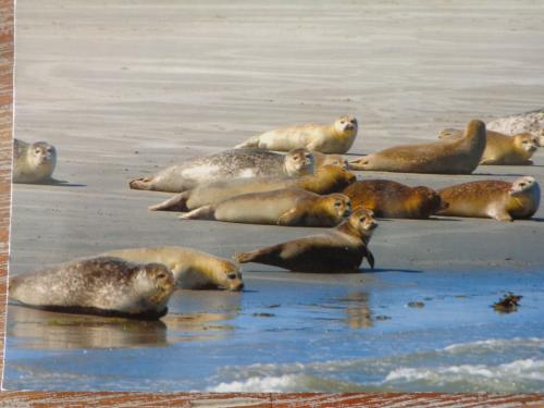 Seals on the beach in San Francisco, California, USA.