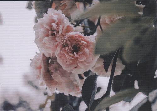 Pink roses in a garden. Vintage style toned picture. Selective focus.