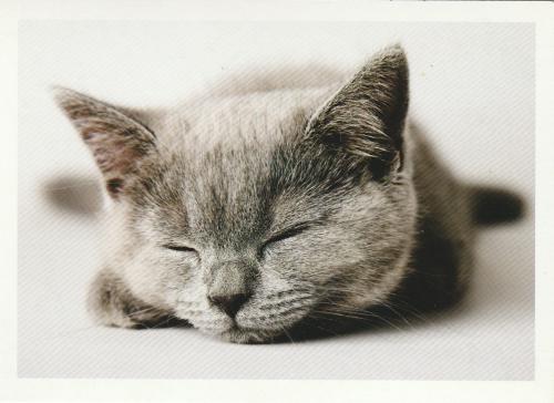 British Shorthair cat sleeping on a white background. Close-up.